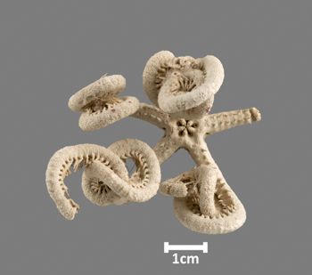 Media type: image;   Invertebrate Zoology OPH-2753 Aspect: ventral